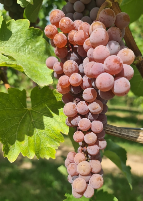 Souvignier gris 20260907 135712
